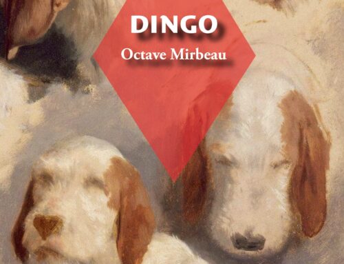 Dingo